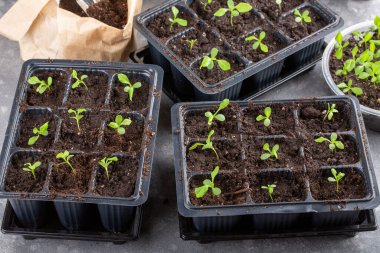 Dalış çiçekleri ayrı ayrı kaplarda filizlenir. Aster tohumları topluyor. Filiz nakli. Bahar zamanı, bahçe konsepti..