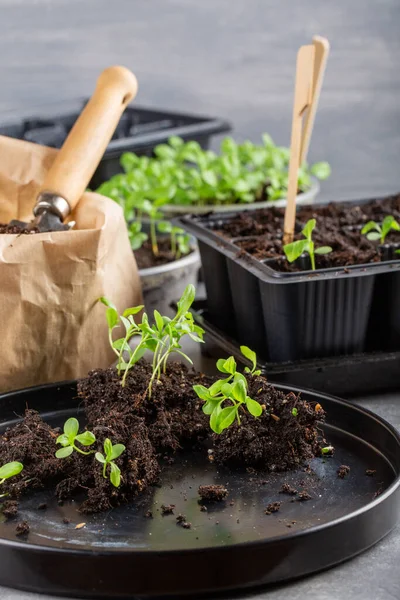 Dalış çiçekleri ayrı ayrı kaplarda filizlenir. Aster tohumları topluyor. Filiz nakli. Bahar zamanı, bahçe konsepti..