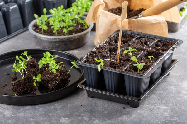 Dalış çiçekleri ayrı ayrı kaplarda filizlenir. Aster tohumları topluyor. Filiz nakli. Bahar zamanı, bahçe konsepti..