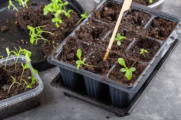 Dalış çiçekleri ayrı ayrı kaplarda filizlenir. Aster tohumları topluyor. Filiz nakli. Bahar zamanı, bahçe konsepti..