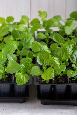 Beyaz arka planda siyah tepside Aster çiçeği fideleri. Bahar zamanı, bahçe konsepti..