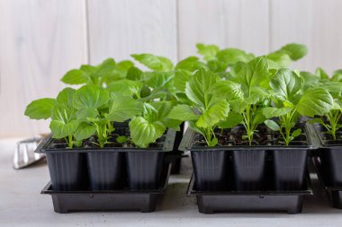 Beyaz arka planda siyah tepside Aster çiçeği fideleri. Bahar zamanı, bahçe konsepti..