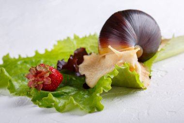 Achatina salyangozu, dev Afrika salyangozu. Beyaz arka planda marul yaprağı üzerinde koyu kabuklu beyaz salyangoz. Yakın plan..