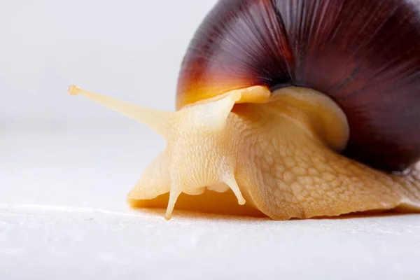 Achatina snail, giant African snail. White snail with dark shell on white background. Close-up.