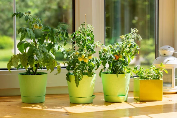 Sträucher Mit Kirschtomaten Wachsen Blumentöpfen Auf Der Fensterbank Tomaten Topf — Stockfoto