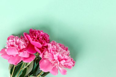 Açık yeşil arka planda güzel pembe şakayık çiçekleri. Düz konum, üst görünüm, kopyalama alanı.