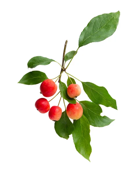 Yapraklı Olgun Kırmızı Elma Beyaz Arkaplanda Yaban Elması Dalı Izole — Stok fotoğraf