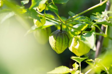 Domates (Meksika kabuğu domatesi, Physalis philadelphica, sebze fisalisi) bitkileri sebze bahçesinde yetişir. Ev organik tarım konsepti. Yakın plan..