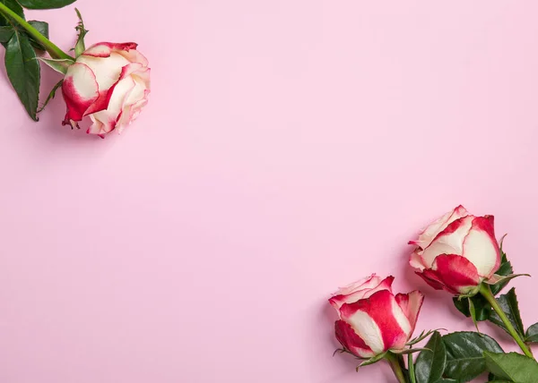 Ροζ Τριαντάφυλλα Ροζ Φόντο Επίπεδο Lay Πάνω Όψη Αντιγραφή Χώρου — Φωτογραφία Αρχείου