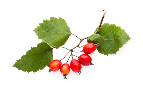 Beyaz Arka Planda Yaprakları Olan Hawthorn Meyveleri Yakın Çekim Üst — Stok fotoğraf