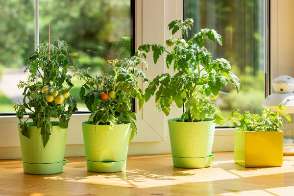 Des Buissons Tomates Cerises Poussent Dans Des Pots Fleurs Sur — Photo