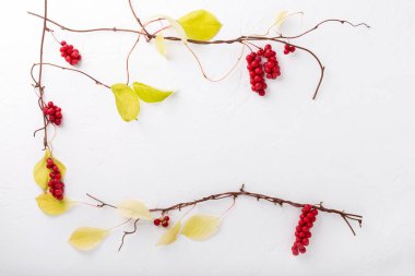 Schisandra chinensis veya beş aromalı böğürtlen. Beyaz arka planda taze kırmızı olgun böğürtlen dalları. Üst görünüm, alanı kopyala.
