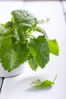 Taze Melisa bırakır. Melissa officinalis.