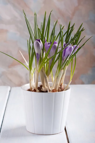 Spring flowers. Crocuses. — Stock Photo, Image