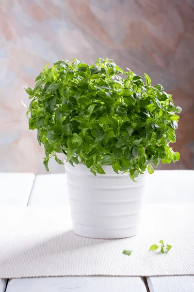 Manjericão verde fresco em um pote branco . — Fotografia de Stock
