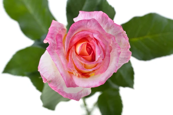 Rosa testa di fiore rosa isolato su sfondo bianco — Foto Stock