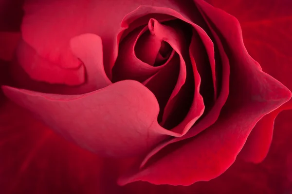 Vista ravvicinata della rosa rosso scuro — Foto Stock