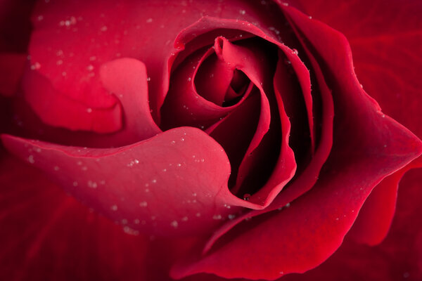 Close-up view of beautiful dark red rose with drops
