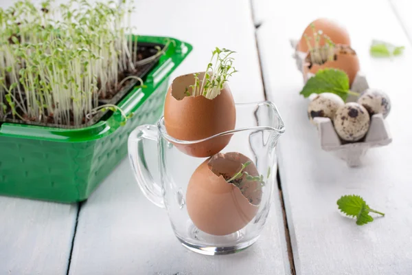 Tere salatası bir yumurta kabuğu içinde genç fidan.