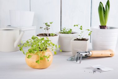 Roka, küçük yeşil lahanası