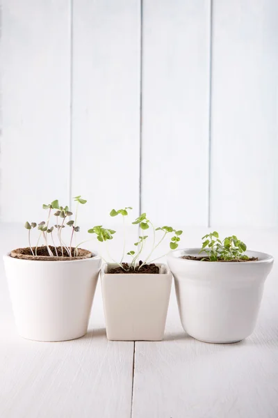 Trois pots de fleurs blancs avec de petits choux verts de basilic et min — Photo