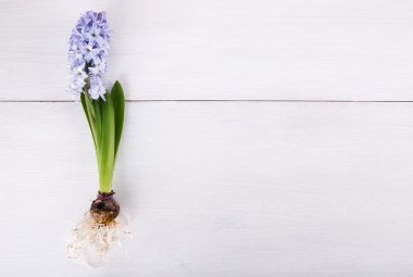 Mor sümbül çiçek açan