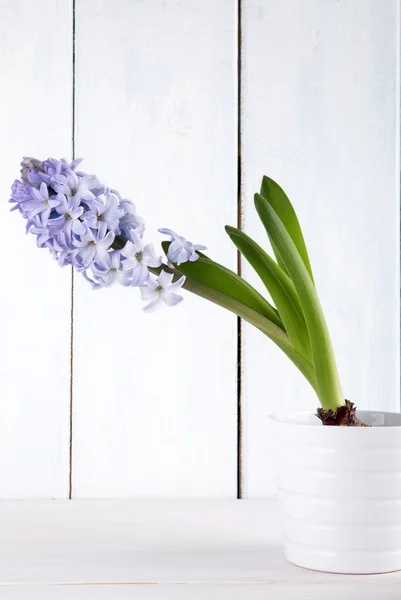 Hyacinth — Stok Foto