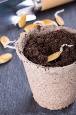 Sprouted pumpkin seeds 