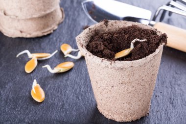 Sprouted pumpkin seeds 