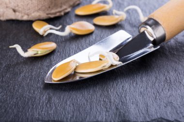 Sprouted pumpkin seeds