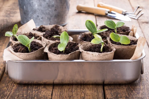 Young pumpkin sprouts — Stockfoto