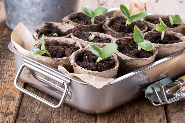 Young pumpkin sprouts — Stockfoto