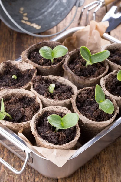 Young pumpkin sprouts 