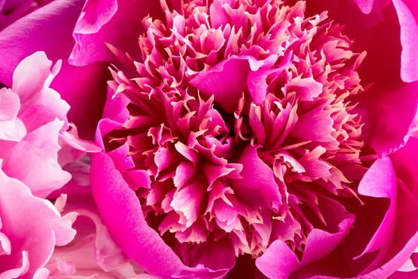 Peony close-up — Stockfoto