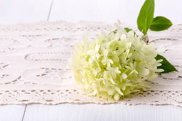 White Hydrangea flower — Stock Photo, Image