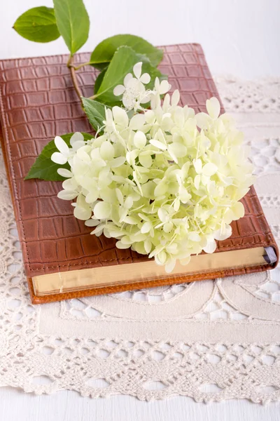 White Hydrangea flower — Stock Photo, Image