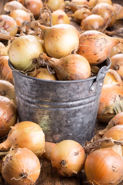 Harvest of yellow bulb onions — Stock Photo, Image