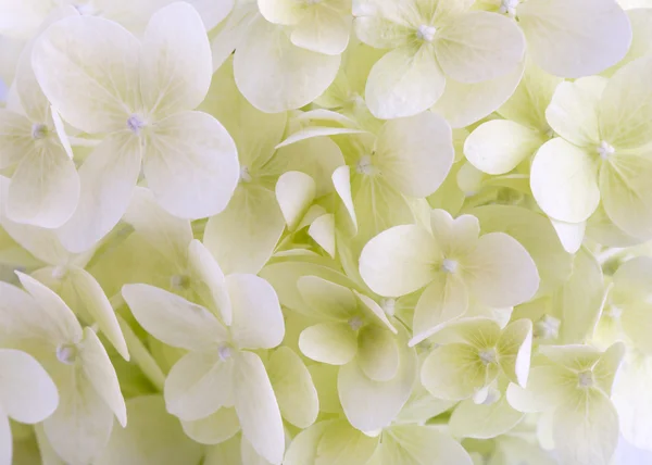 Hortênsia branca flor closeup. Fundo floral . — Fotografia de Stock