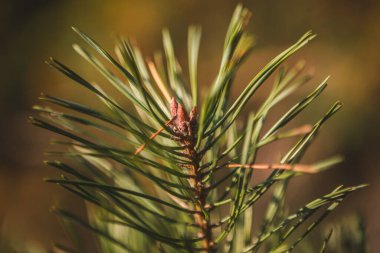 Güneşli bir günde çam ağacı dallarının yakın plan fotoğrafı