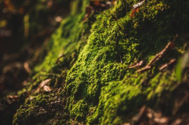 Orman zemininde yeşil yosunlara yakın