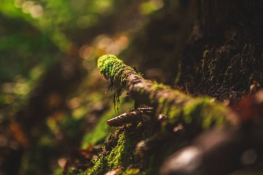 Ormanda güneş ışığı altında kırılmış dallara odaklanan yeşil yosun. 