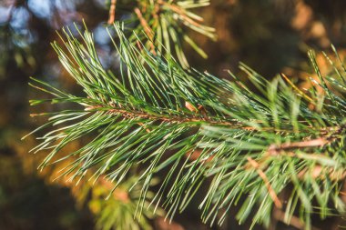 Güneşli bir günde çam ağacı dallarının yakın plan fotoğrafı