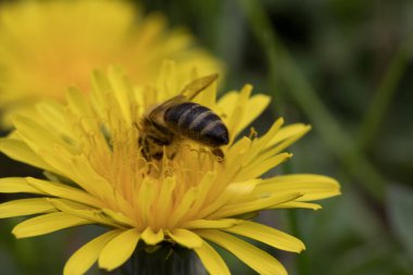 Arı karahindiba çiçeğiyle besleniyor..