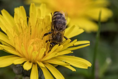 Arı karahindiba çiçeğiyle besleniyor..