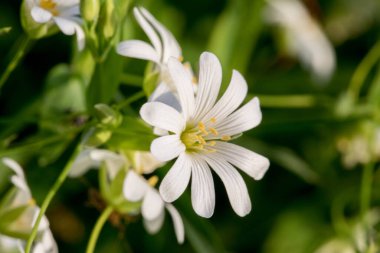 Greater Stitchwort çiçeği (Stellaria holostea). Resmi kapat
