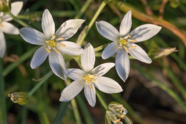 Greater Stitchwort çiçeği (Stellaria holostea). Resmi kapat