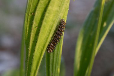 Tırtıl bitkinin yaprakları üzerinde