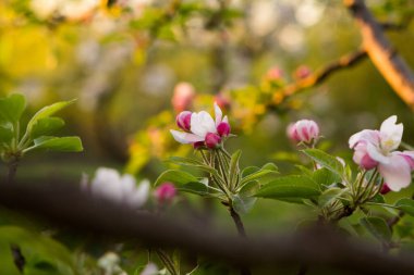 Çiçek açan elma dalını biraz yaprak ve çiçekle kapat.