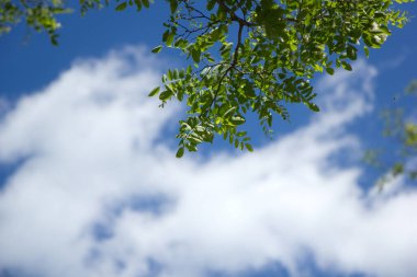 Akasya dalları ve arka planda bulutlarla bulanık gökyüzü