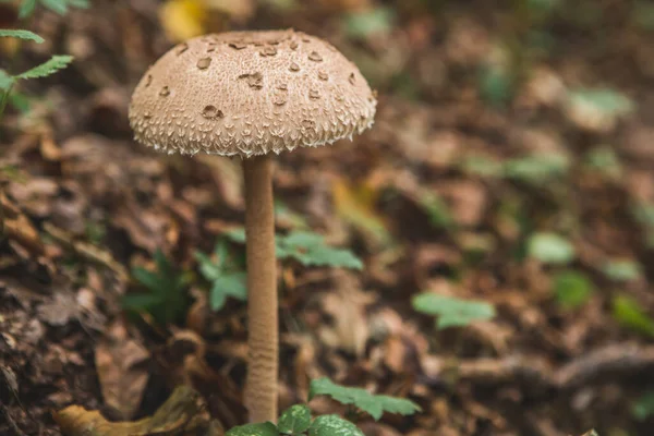 Parasol Mushroom Forest — Stock Photo, Image